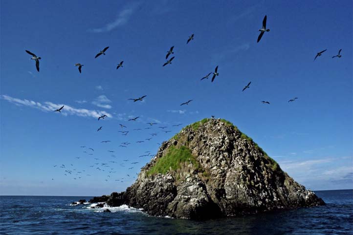 View of the Gorgona Island with birds flying around