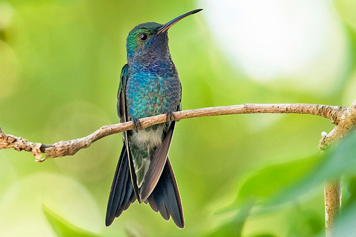 Sapphire-bellied hummingbird on a branch